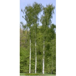 Betula Pendula Fastigiata