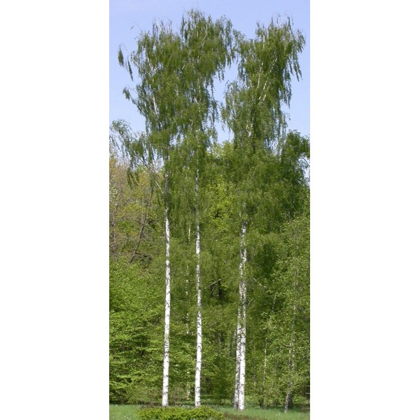 Betula Pendula Fastigiata