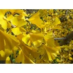 Ginkgo Biloba