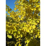 Ginkgo Biloba