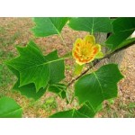 Liriodendron Tulipifera