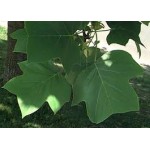 Liriodendron Tulipifera