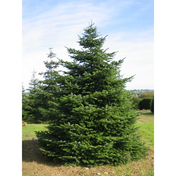 Abies Nordmanniana