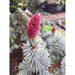 Picea Pungens Hoopsii