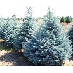 Picea Pungens Fat Albert