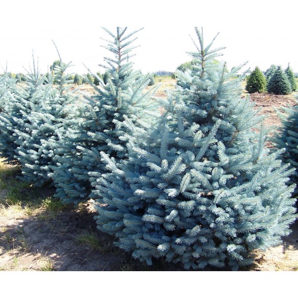 Picea Pungens Fat Albert
