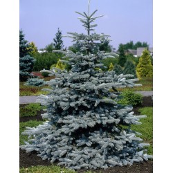 Picea Pungens Hoopsii
