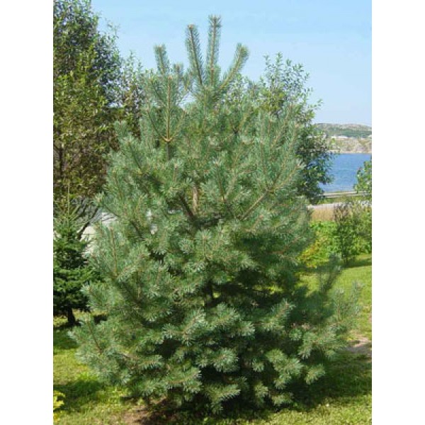 Pinus Sylvestris