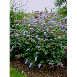 Buddleja Davidii
