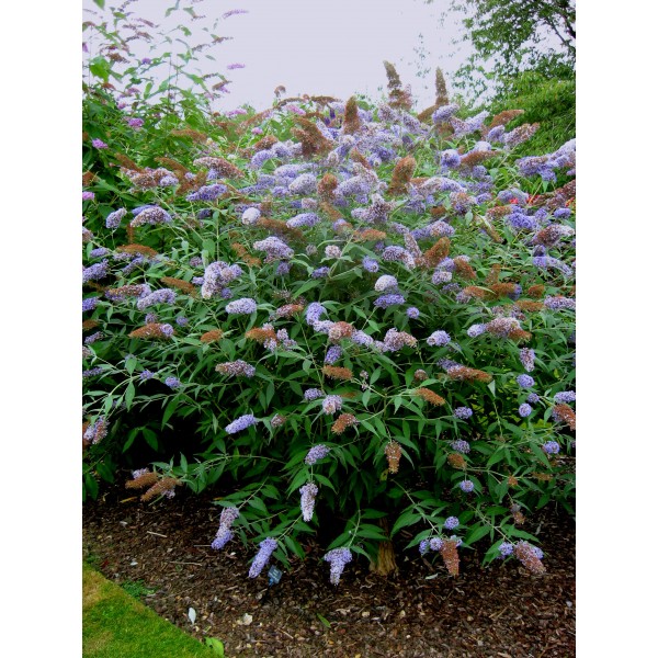 Buddleja Davidii