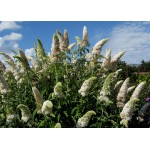 Buddleja Davidii