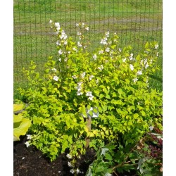 Philadelphus Coronarius Yellow Cab