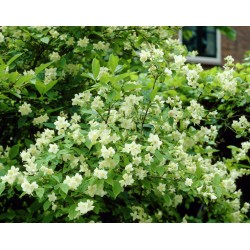 Philadelphus Coronarius Snowbelle