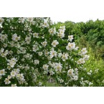 Philadelphus Coronarius Snowbelle Philadelphus Coronarius Snowbelle