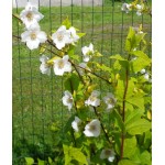 Philadelphus Coronarius Yellow Cab