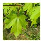 Acer Campestre