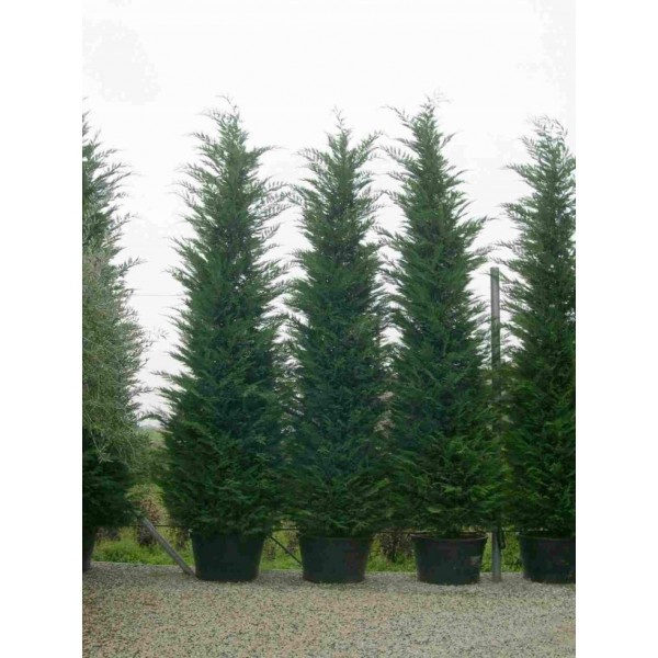 Cupressocyparis Leylandii