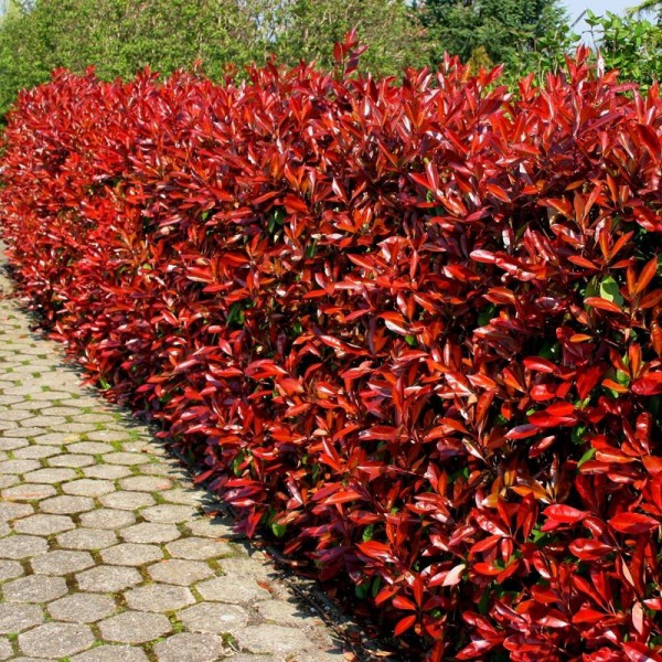 Photinia Fraserii  Red Robin