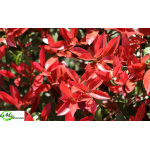 Photinia Fraserii  Red Robin