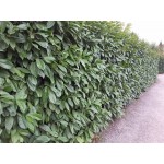 Prunus Laurocerasus