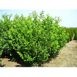 Prunus Laurocerasus