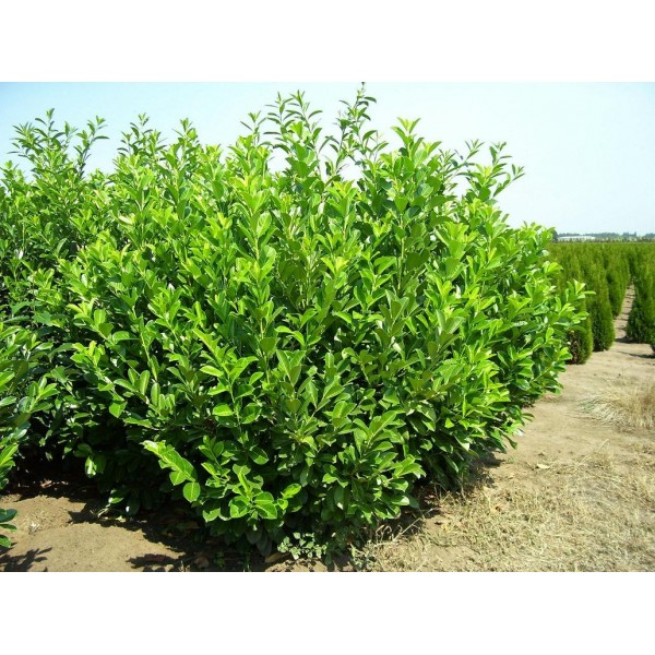 Prunus Laurocerasus