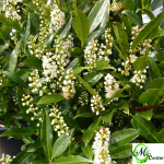 Prunus Laurocerasus
