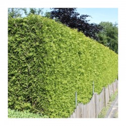 Thuja Occidentalis Brabant