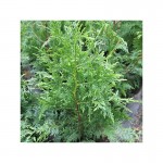 Thuja Occidentalis Brabant
