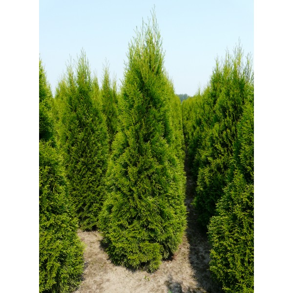 Thuja Smaragd