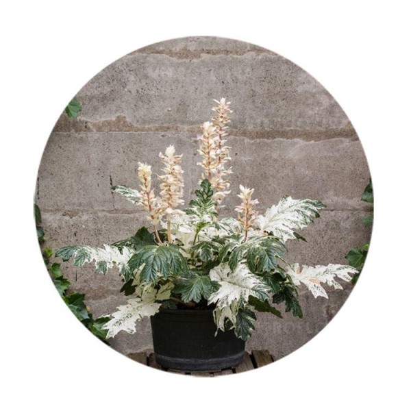 Acanthus Whitewater