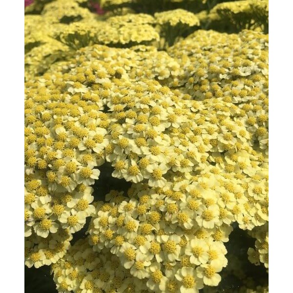 Achillea Sunny Seduction
