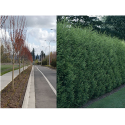 Plantari garduri vii si aliniamente