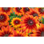 Rudbeckia Grandiflora