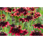 Rudbeckia Grandiflora