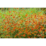 Rudbeckia Grandiflora