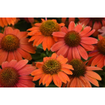 Echinacea Hybrida X Purpurea