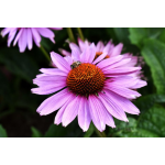 Echinacea Hybrida X Purpurea