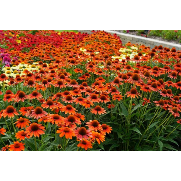 Echinacea Hybrida X Purpurea