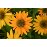 Echinacea Hybrida X Purpurea